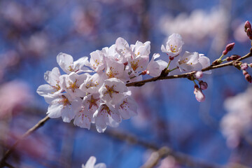東京港区南青山2丁目の桜