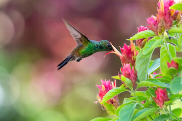 Copper-rumped hummingbird feeding on Shrimp Plant flowers with a pink bokeh background.