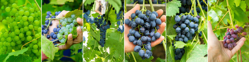 Collage grapes. Bunches of red grapes to grapevine. Harvest concept. Sweet summer dessert.