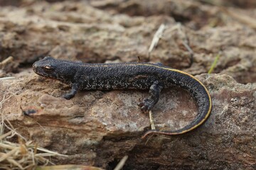 Closeup on a juvenile Balkan crested newt, Triturus ivanbureschi on wood