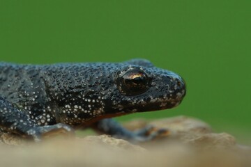 Closeup on a Balkan crested newt, Triturus ivanbureschi against a green background