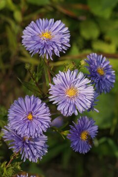 Light blue asters in the garden in closeup