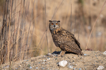 Hunter Eagle Owl