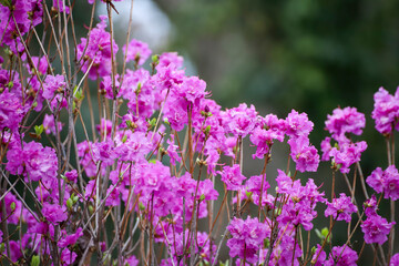 Fototapeta premium 三つ葉つつじの花