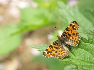 Closeup on the colorful orange spring version of the map butterfly, Araschnia levana, spread wings