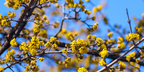 yellow flowers in spring