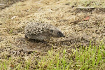 Selective of a European hedgehog juvenile - Erinaceus europaeus
