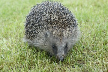 Closeup shot of a juvenile European hedgehog walking on a field