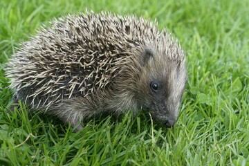 Closeup of a juvenile European hedgehog (Erinaceus europaeus) in green grass
