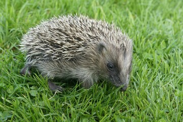 European hedgehog juvenile on grassland