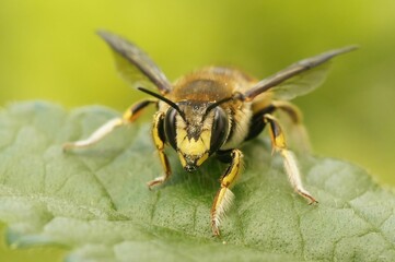 Closeup on colorful yellow striped European woolcarder solitary, bee Anthidium manicatum