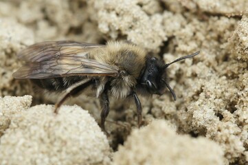 Closeup of the female of the endangered dawn mining bee , Andrena nycthemera on the ground