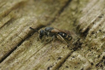 Macro shot of a small furrow bee sitting on a wooden surface