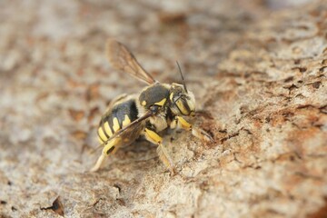 Macro shot of a European wool carder bee sitting on a wooden surface