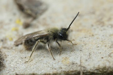 Adorable Andrena standing on the stone in closeup