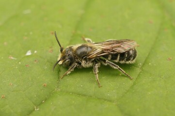 Macro shot of a bee on a green leaf