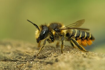 Macro shot of an alfalfa leafcutting bee on the ground