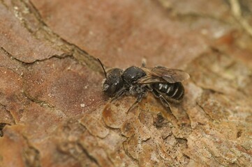 Macro shot of a small Mason bee sitting on a rough surface of a tree trunk