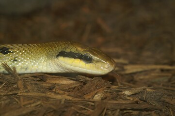 Selective closeup focus of a red-tailed green ratsnake (Gonyosoma oxycephalum) in a forest