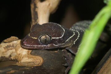 Closeup on a  Malayan forest or banded bent-toed gecko Cyrtodactylus pulchellus