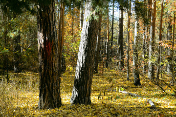 Two pine trunks in a dense thicket of an autumn forest on a sunny day