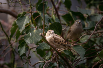 sparrow on a branch