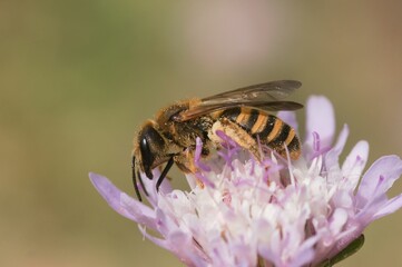 Naklejka premium Closeup of Halictus scabiosae, the great banded furrow-bee on a flower.