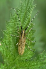 Macro shot of a longhorn beetle on a green leaf