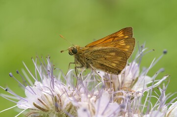 Adorable Ochlodes sylvanoides standing on the leaf in closeup
