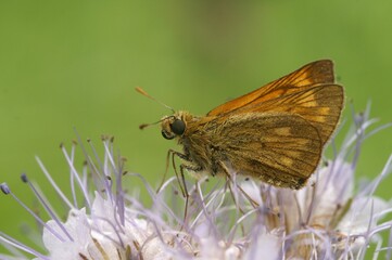 Closeup shot of an Oclodes sylvanus - large skipper butterfly on purple flowers