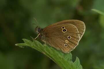 Closeup of Aphantopus hyperantus - European ringlet butterfly