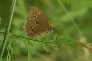 Closeup of Aphantopus hyperantus perchin on plant stem