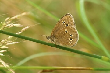 Closeup shot of a Ringlet butterfly