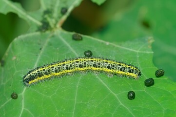 Macro shot of a Pieris worm on a green leaf