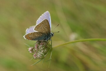 Macro shot of a common blue butterfly on a green leaf
