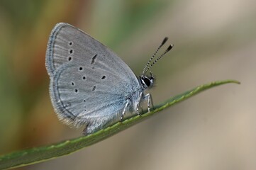 Selective focus shot of small blue butterfly (Cupido minimus)