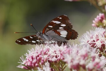 Southern white admiral (Limenitis reducta) perched on a flower