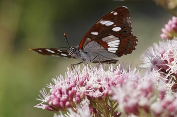 Selective focus shot of a southern white admiral (Limenitis reducta)