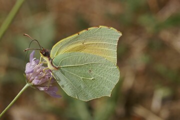 Closeup of Cleopatra butterfly, Gonepteryx cleopatra on a flower.