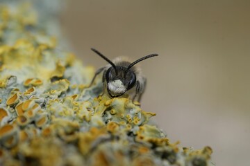 Macro shot of red-bellied miner (andrena ventralis)