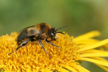 Closeup of Fork-tailed Flower Bee perched on a yelllow dandelion