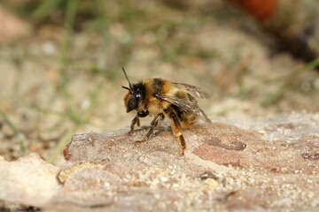 Fork-tailed Flower Bee (Anthophora furcata) on the rock