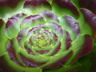 close up of a succulent
