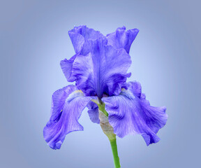 Blue iris bloom on background