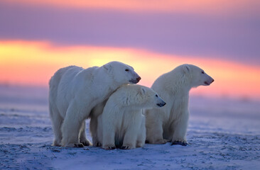 Polar bear with her cubs in Canadian Arctic sunset