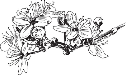 Hand sketch of blossoming cherry tree branch. Vector illustration.