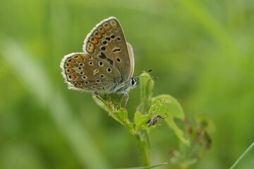 Low angle macro of a European icarus blue butterfly, Polyommatus icarus, sitting with open wings i