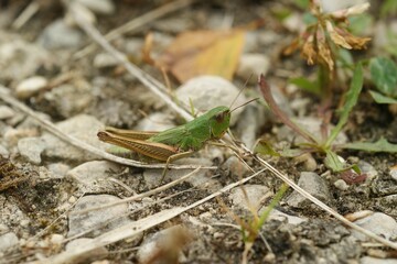 Common European grasshopper (Pseudochorthippus parallelus) resting on the ground
