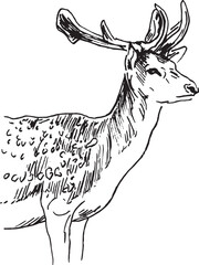 Hand sketch of a fallow deer. Vector illustration.