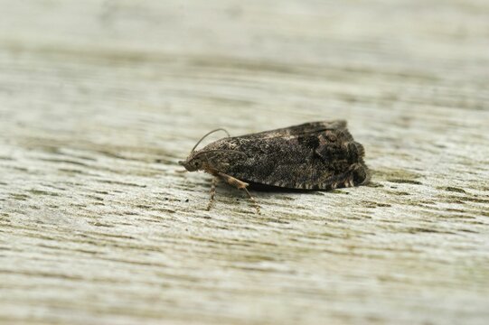 Closeup shot of a chestnut tortrix moth (Cydia splendana) on the blurred background